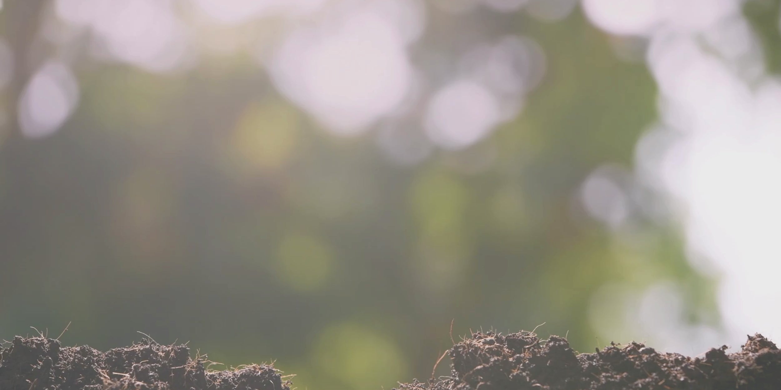 Planting Trees